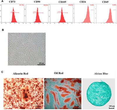 The Therapeutic Efficacy of Adipose Tissue-Derived Mesenchymal Stem Cell Conditioned Medium on Experimental Colitis Was Improved by the Serum From Colitis Rats